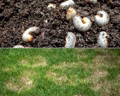 White grub control in lawns