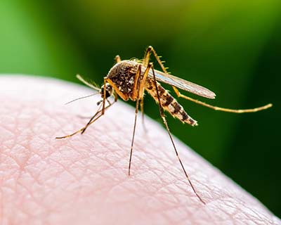 Mosquito Control, Yukon, OK